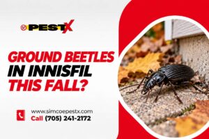 Ground Beetles