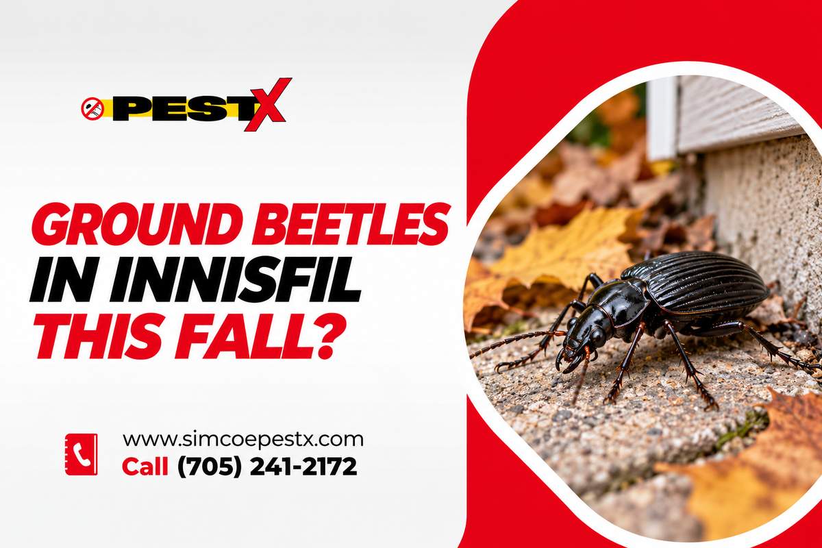 Ground Beetles