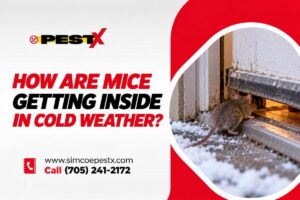 How Are Mice Getting into House