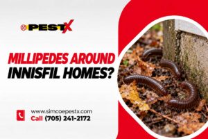 Millipedes