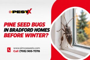 Pine Seed Bugs Enter Before Winter