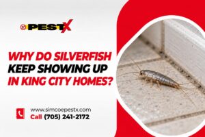 Silverfish