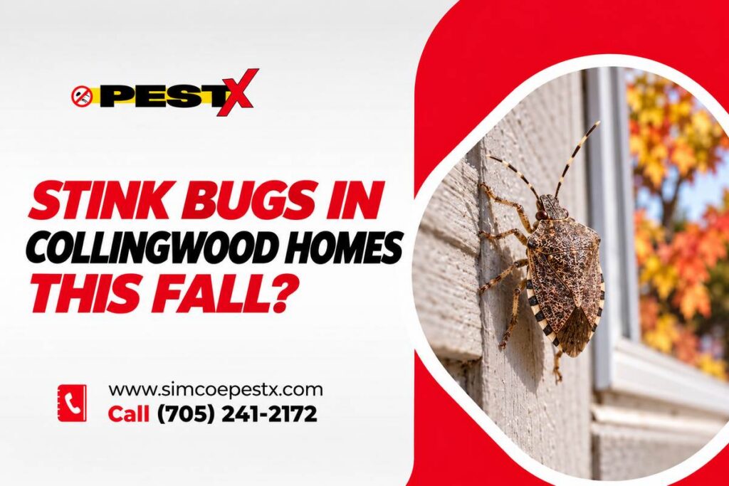Current image: Stink Bugs