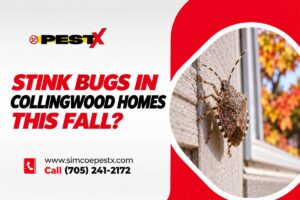 Stink Bugs