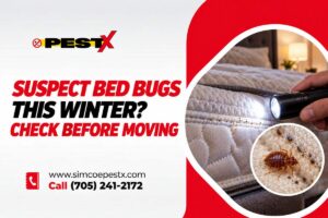 Suspect Bed Bugs