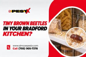 Tiny brown drugstore beetles in kitchen.