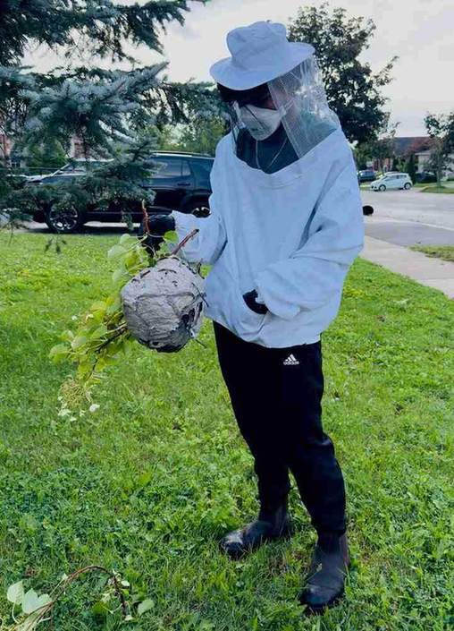 Simcoe PestX technician holding a removed wasp nest in Barrie