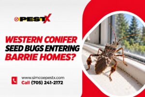 Western Conifer Seed Bugs