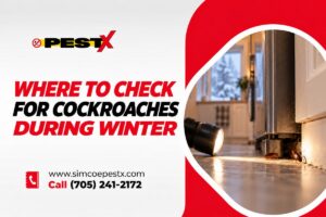 Where to Check for Cockroaches